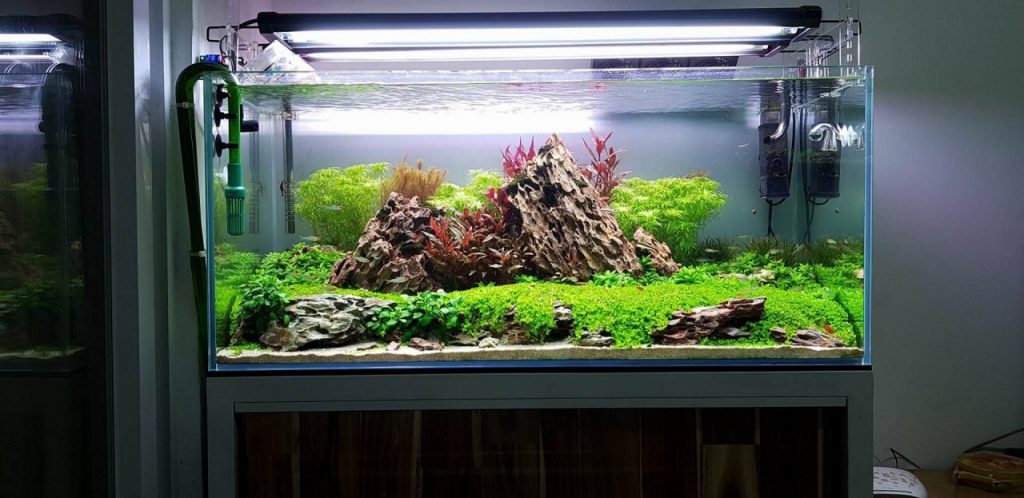 fish tank remain