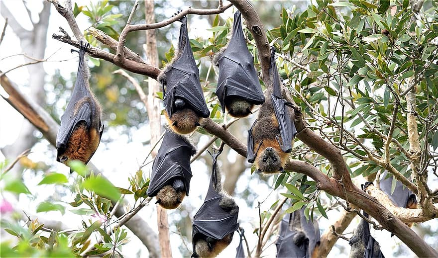 Bat Control